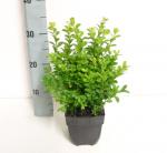 Buxus sempervirens
