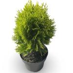 Thuja occ. 'Aurea Nana'