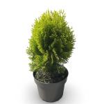 Thuja occ. 'Aurea Nana'