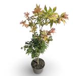 Acer pal. 'Osakazuki'