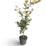 Acer pal. 'Osakazuki'