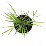 Hakonechloa macra