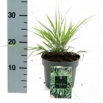 Hakonechloa macra