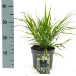 Hakonechloa macra