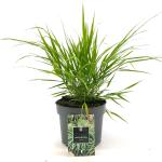Hakonechloa macra