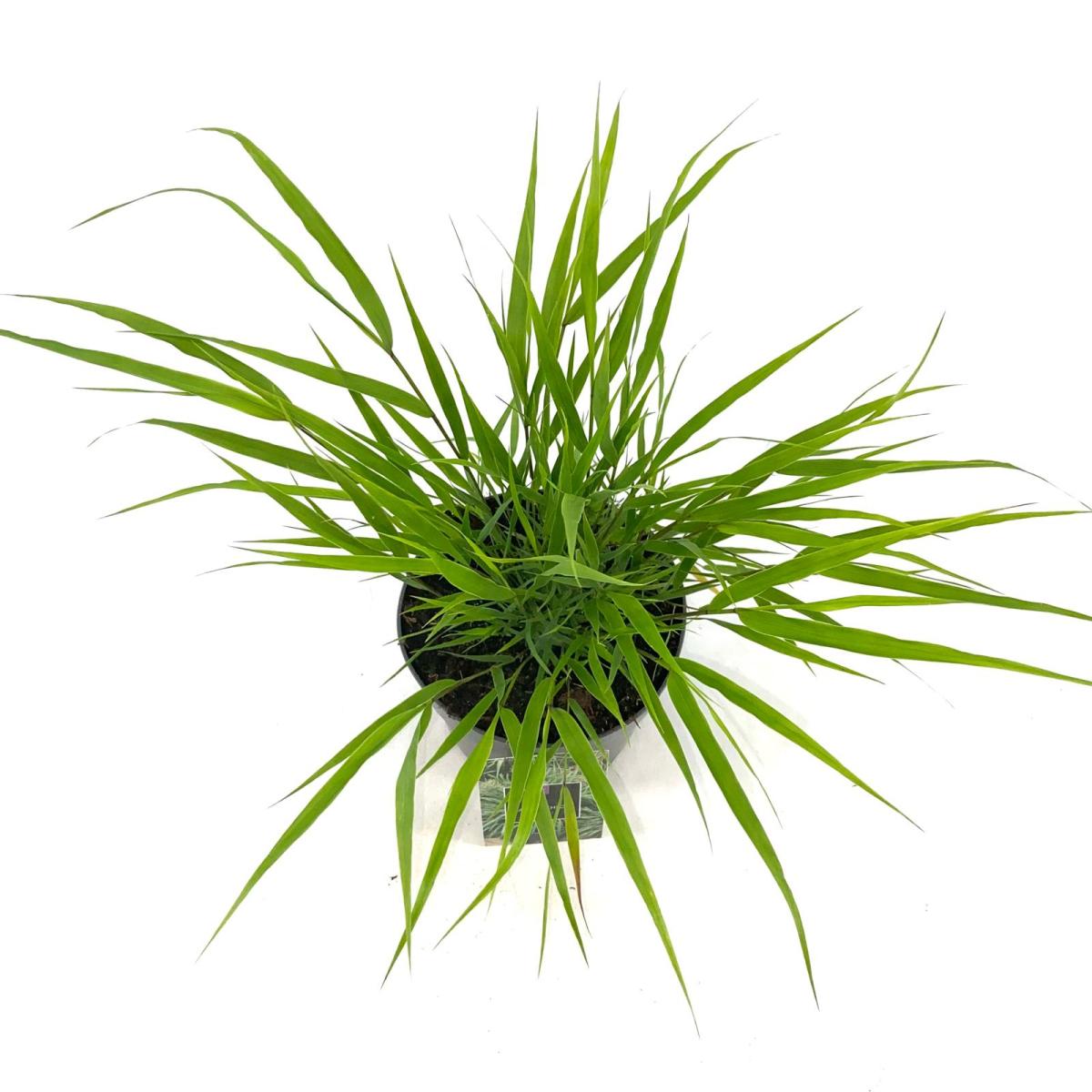 Hakonechloa macra