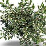 Prunus lusitanica 'Variegata'