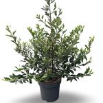 Prunus lusitanica 'Variegata'