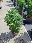 Amelanchier aln. 'Obelisk'