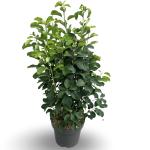 Amelanchier aln. 'Obelisk'