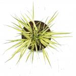 Hakonechloa macra 'Aureola'
