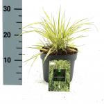 Hakonechloa macra 'Aureola'