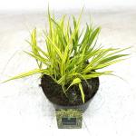 Hakonechloa macra 'Aureola'