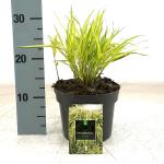 Hakonechloa macra 'Aureola'