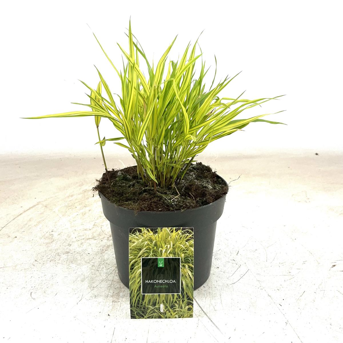 Hakonechloa macra 'Aureola'