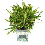 Carex morrowii 'Ice Dance'