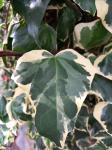Hedera alg. 'Gloire de Marengo'
