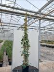 Hedera colchica 'Dentata Variegata'