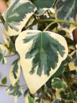 Hedera colchica 'Dentata Variegata'