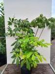 Aesculus parviflora