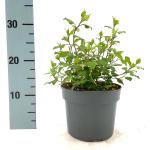 Ceratostigma willm. Forest Blue