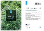 Prunus lusitanica 'Angustifolia'
