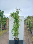 Clematis montana grandiflora, 3 stam