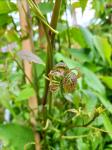 Clematis montana grandiflora, 3 stam
