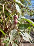 Clematis mont. rubens, 3 stam