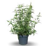 Buddleja d. 'White Profusion'