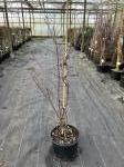 Cornus controversa 'Variegata'