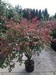 Euonymus alatus