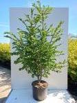 Euonymus alatus
