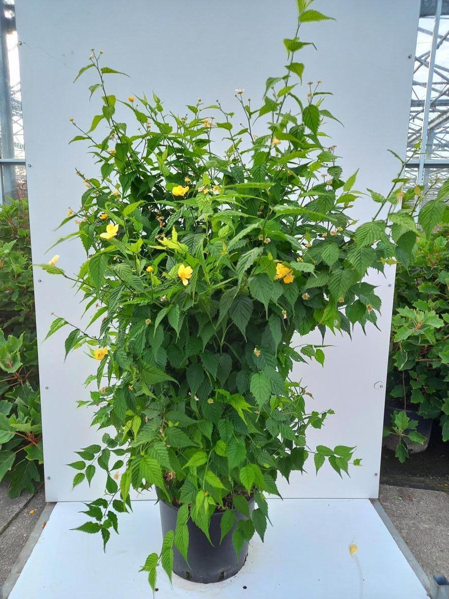 Kerria jap. 'Golden Guinea'