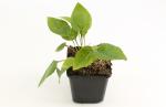 Echinacea purpurea