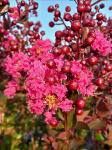 Lagerstroemia i. Pink Velour