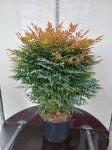 Nandina d. 'Gulf Stream'