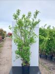 Philadelphus 'Belle Etoile'
