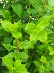 Philadelphus 'Manteau d'Hermine'