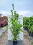 Philadelphus 'Virginal'