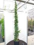 Solanum jasminoides, 3 stok