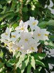 Solanum jasminoides, 3 stok