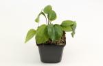 Echinacea p. 'Magnus'