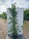 Rubus frut. 'Black Satin', 3 stok