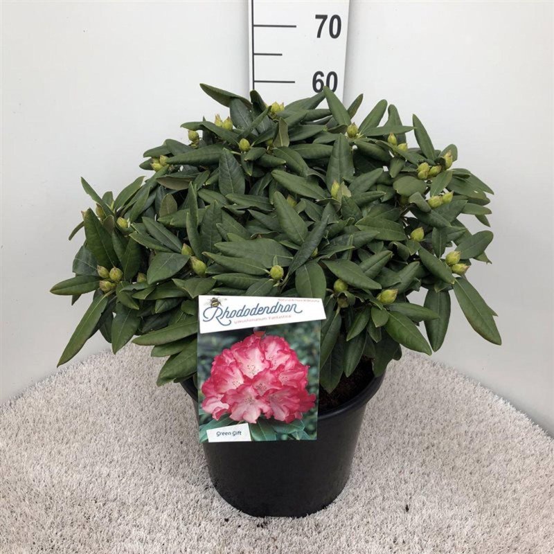 Rhododendron (Y) 'Fantastica'