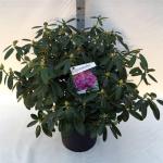 Rhododendron 'Catawb. Grandiflorum'