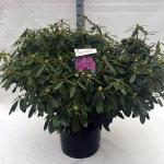Rhododendron 'Catawb. Grandiflorum'
