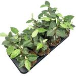 Elaeagnus ebb. 'Compacta'