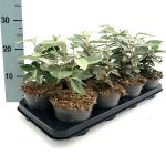 Elaeagnus ebb. 'Compacta'