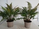 Polystichum makinoi